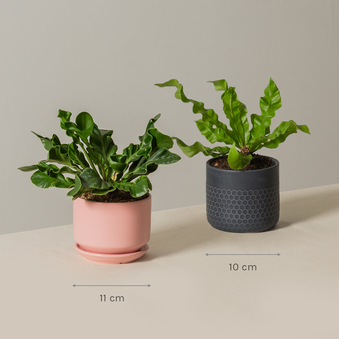 Crispy Wave Fern