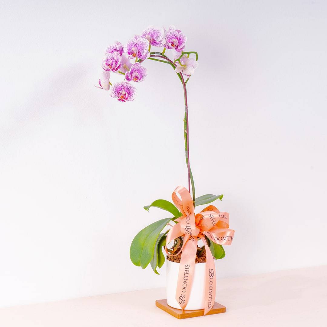 Mini Phalaenopsis Orchid (Dual-Tone Purple)