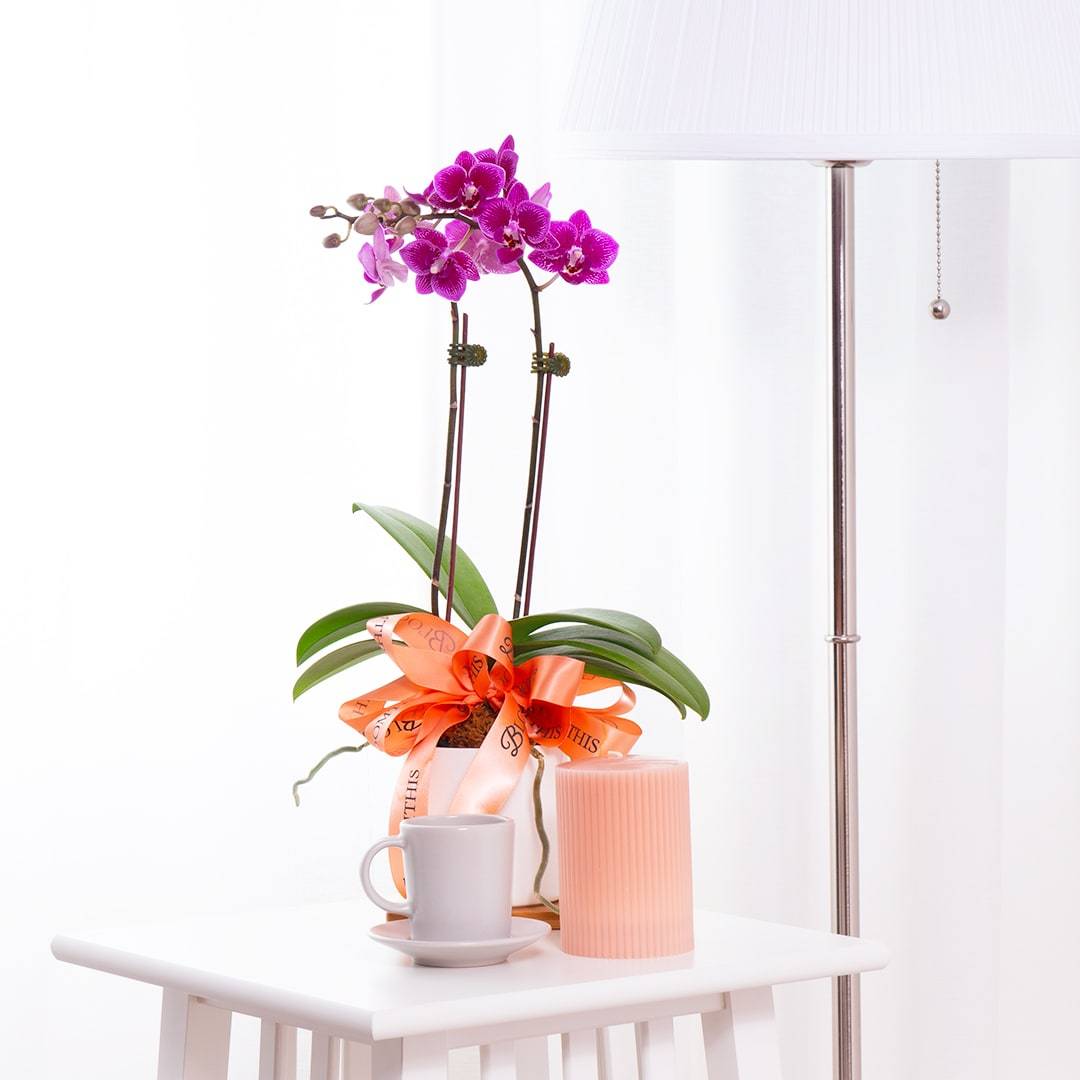 Mini Phalaenopsis Orchid (Purple)