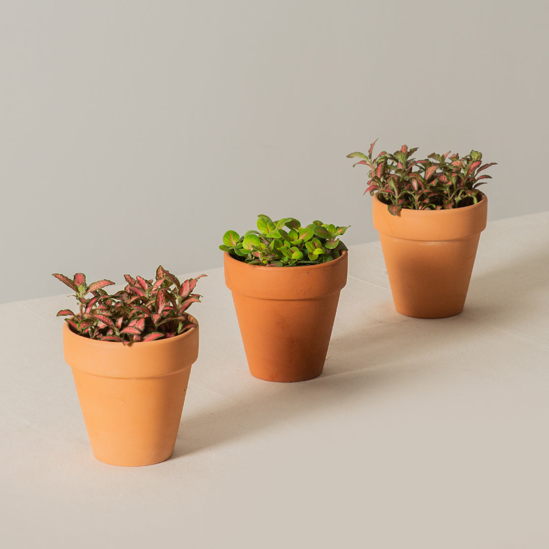 Nerve Plant (Fittonia) (Set of 3)