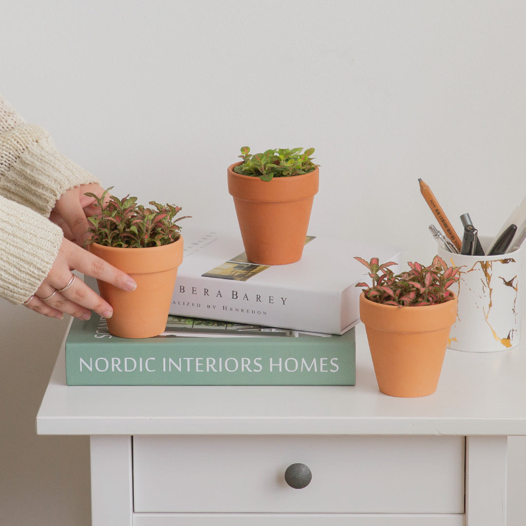 Nerve Plant (Fittonia) (Set of 3)