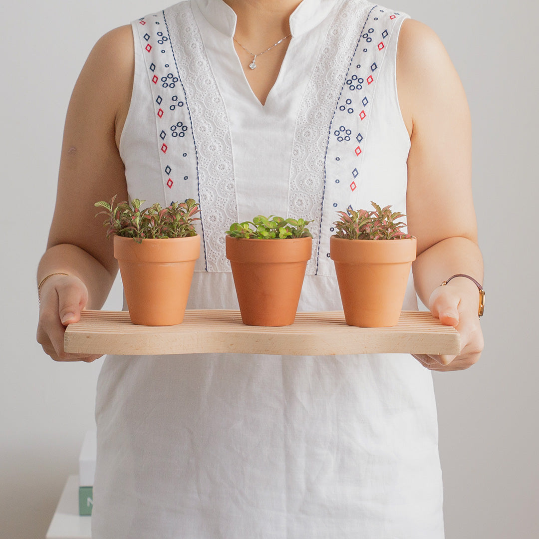 Nerve Plant (Fittonia) (Set of 3)