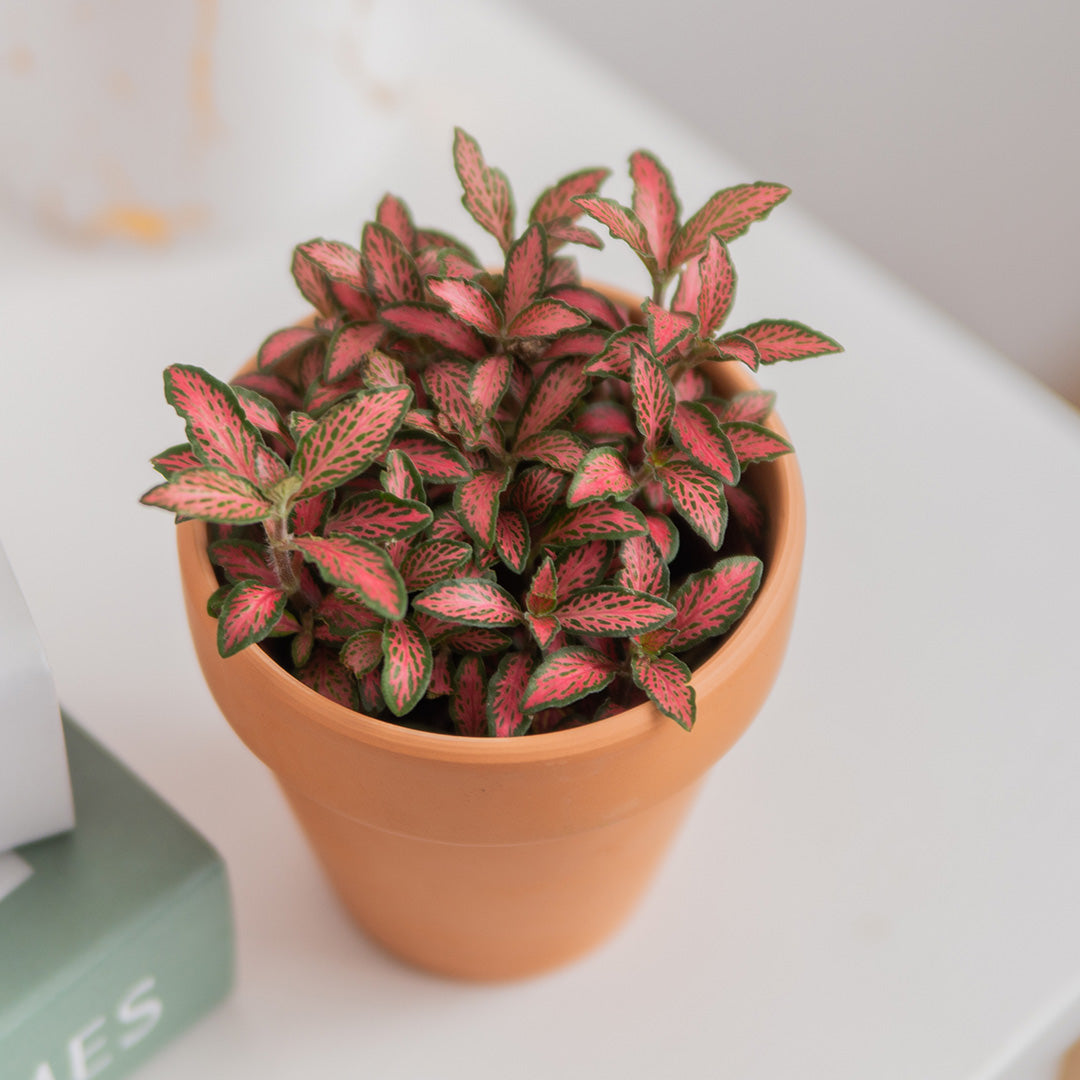 Nerve Plant (Fittonia) (Set of 3)