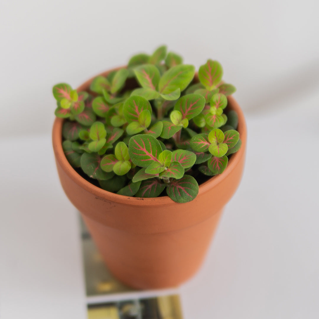 Nerve Plant (Fittonia) (Set of 3)