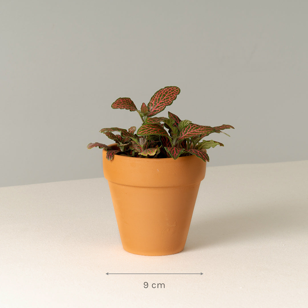 Nerve Plant (Fittonia) (Set of 3)