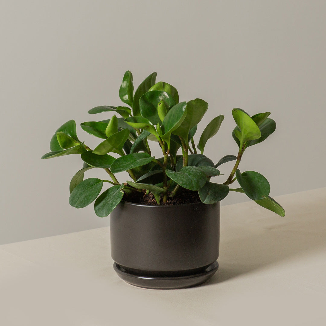 Peperomia