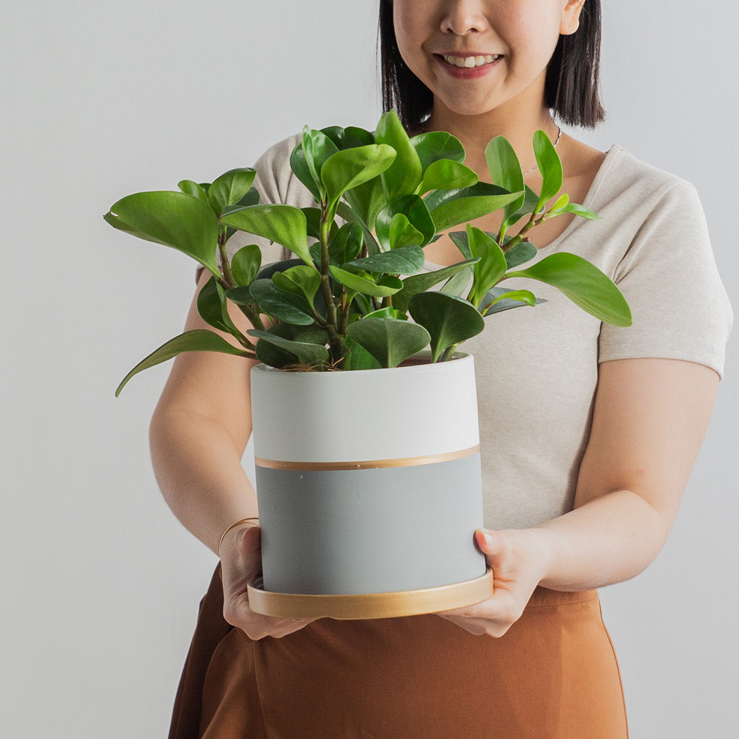 Peperomia