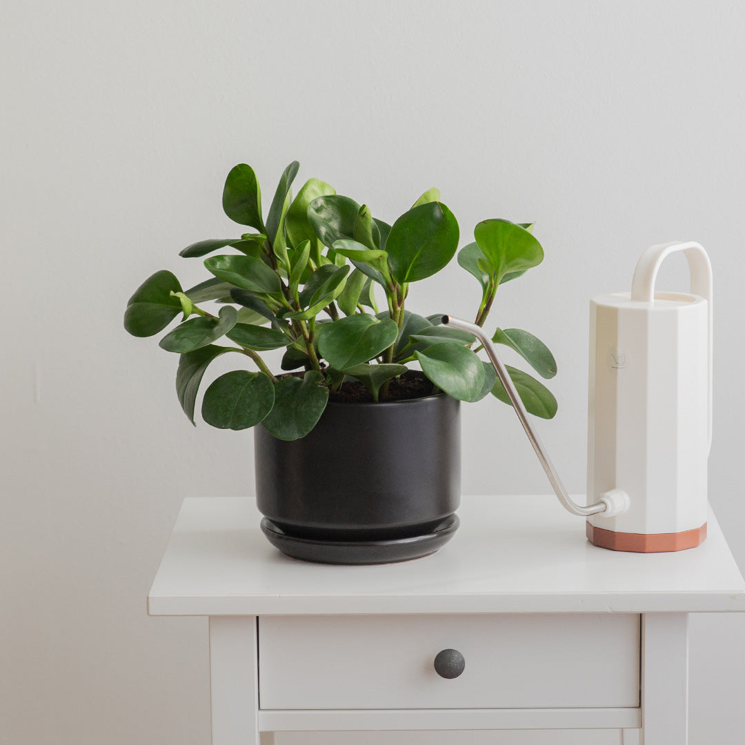 Peperomia