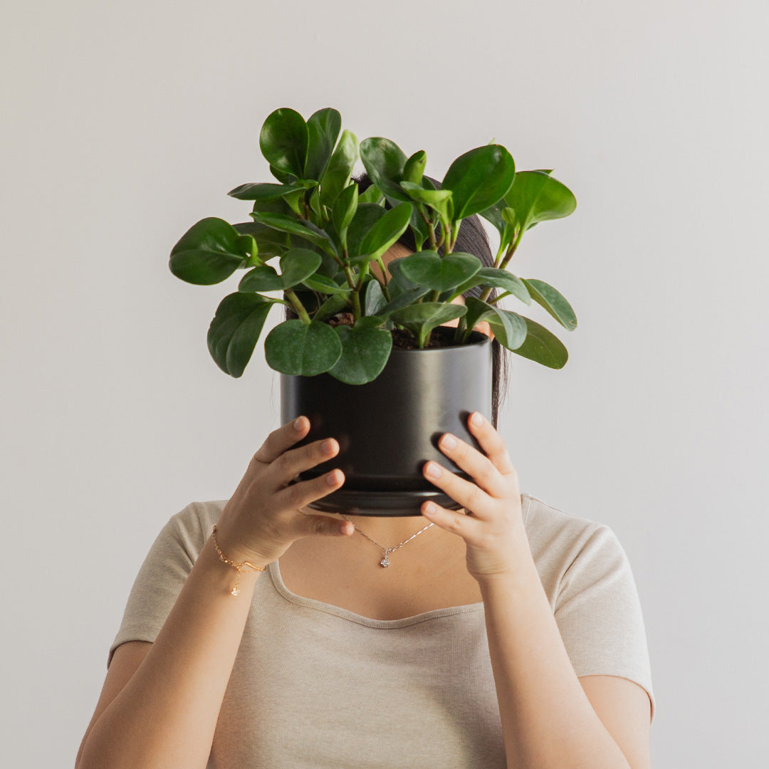 Peperomia