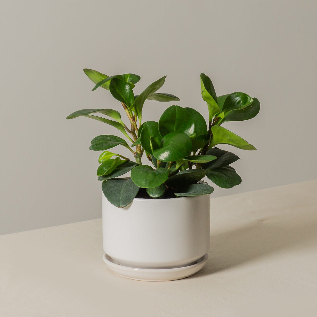 Peperomia