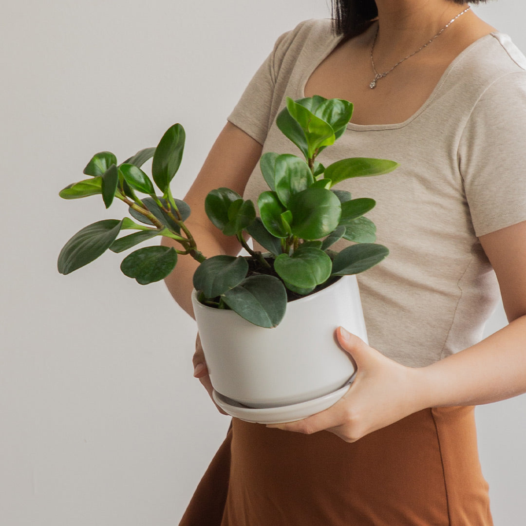 Peperomia