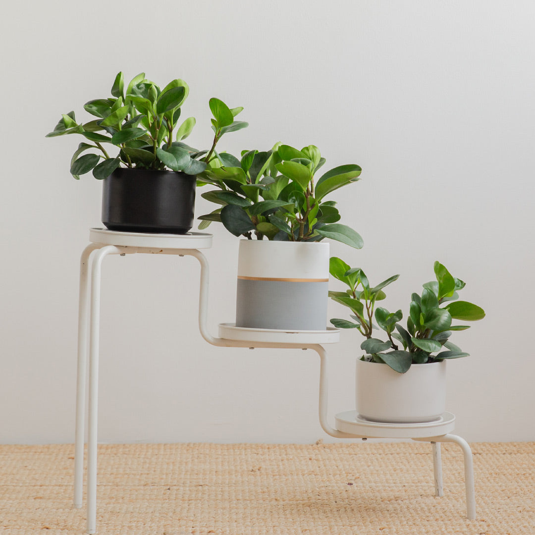 Peperomia