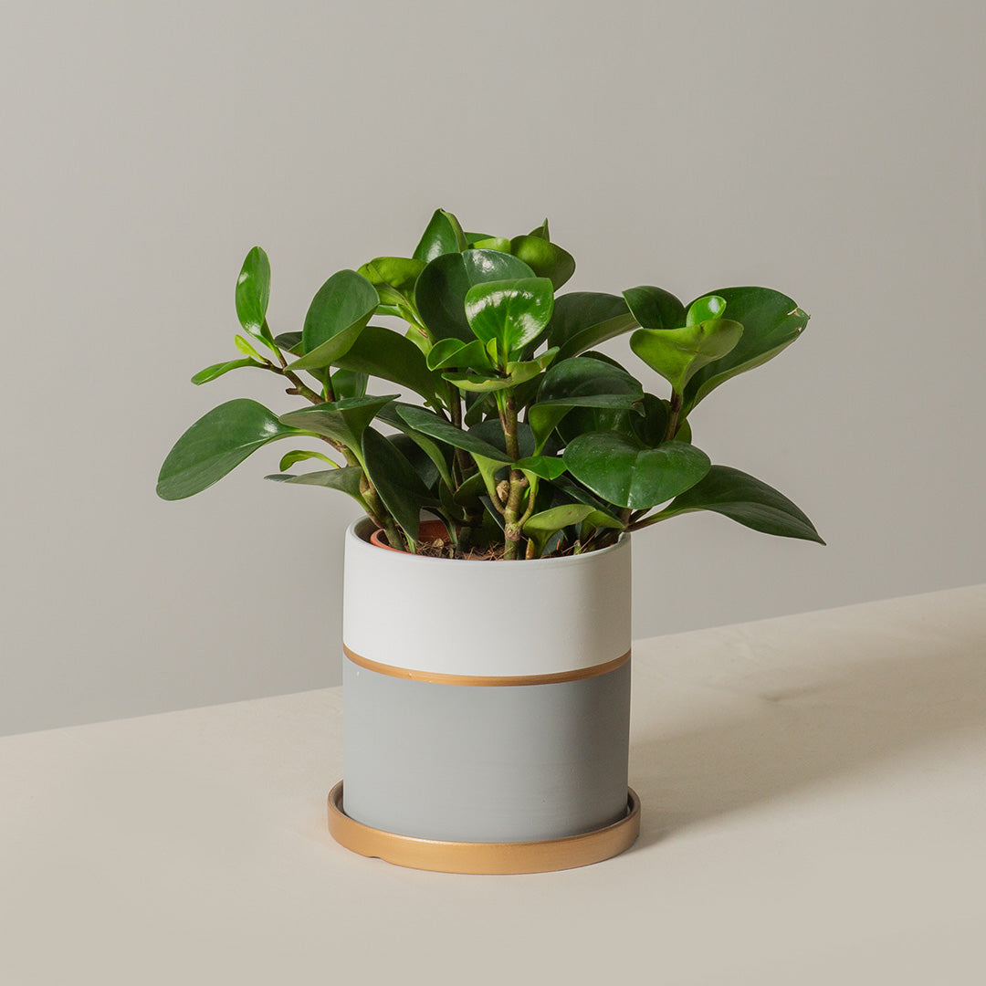 Peperomia