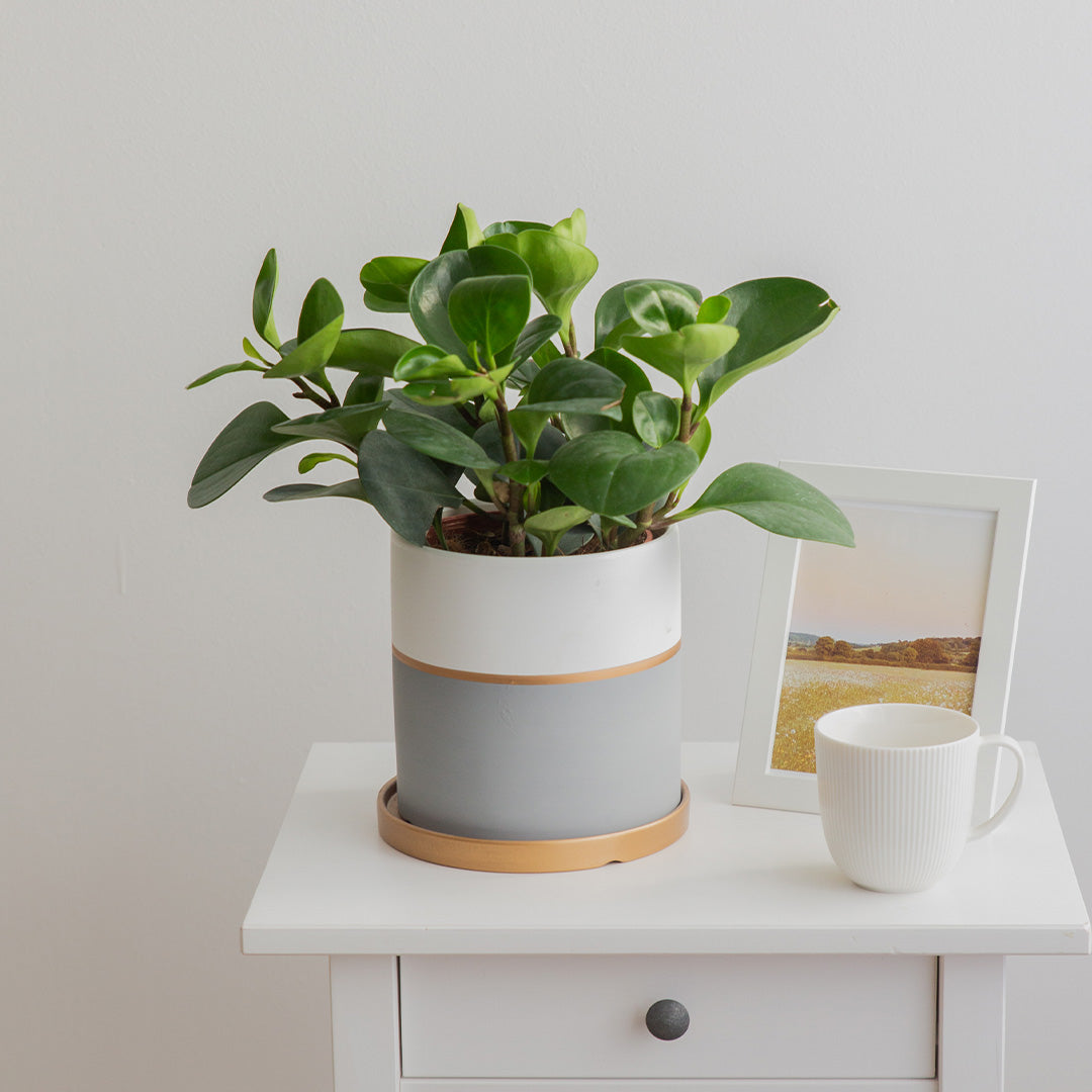 Peperomia
