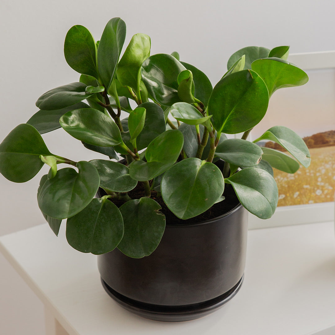 Peperomia