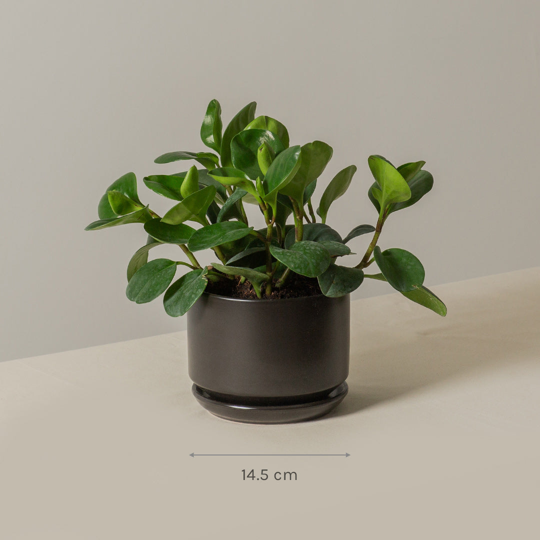 Peperomia