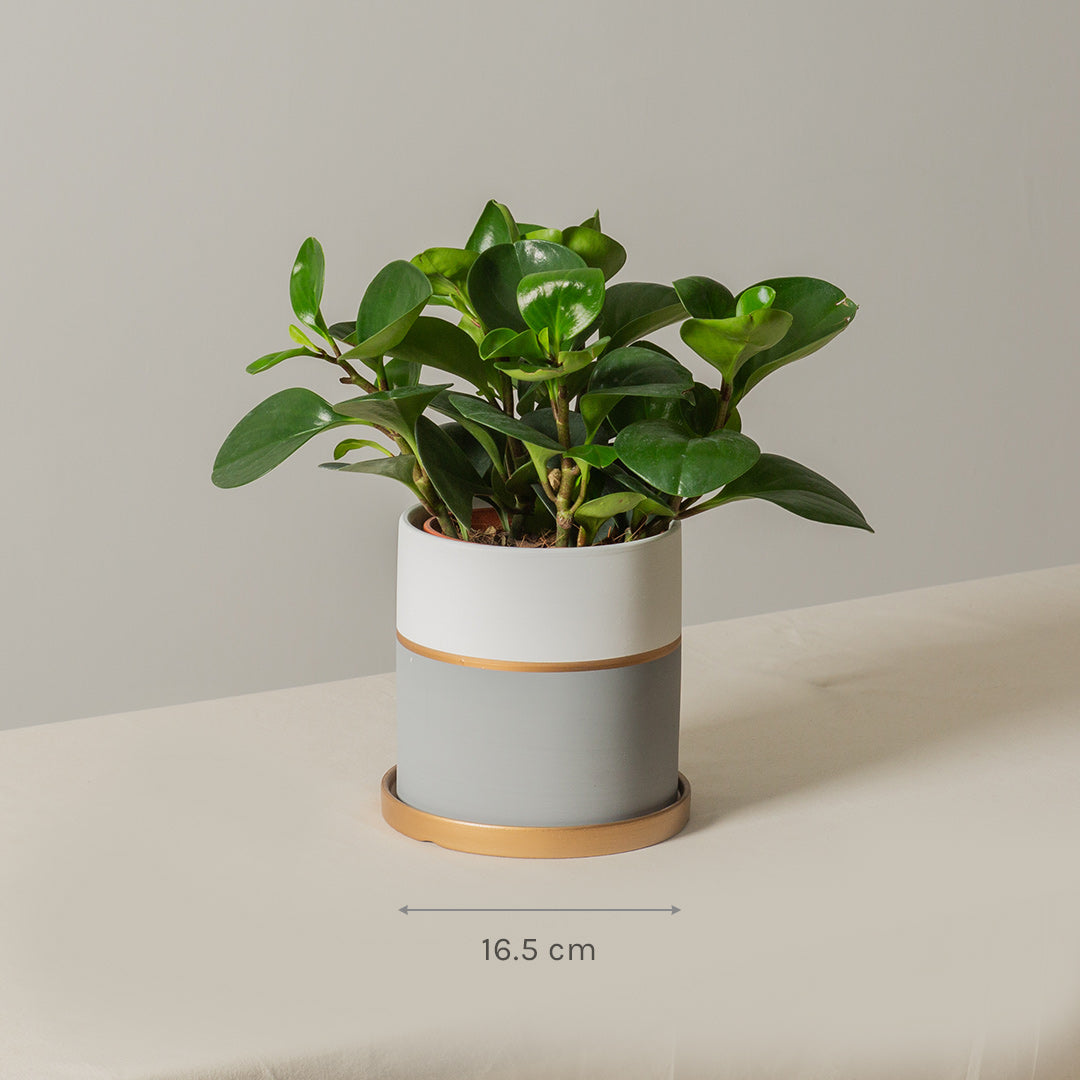 Peperomia