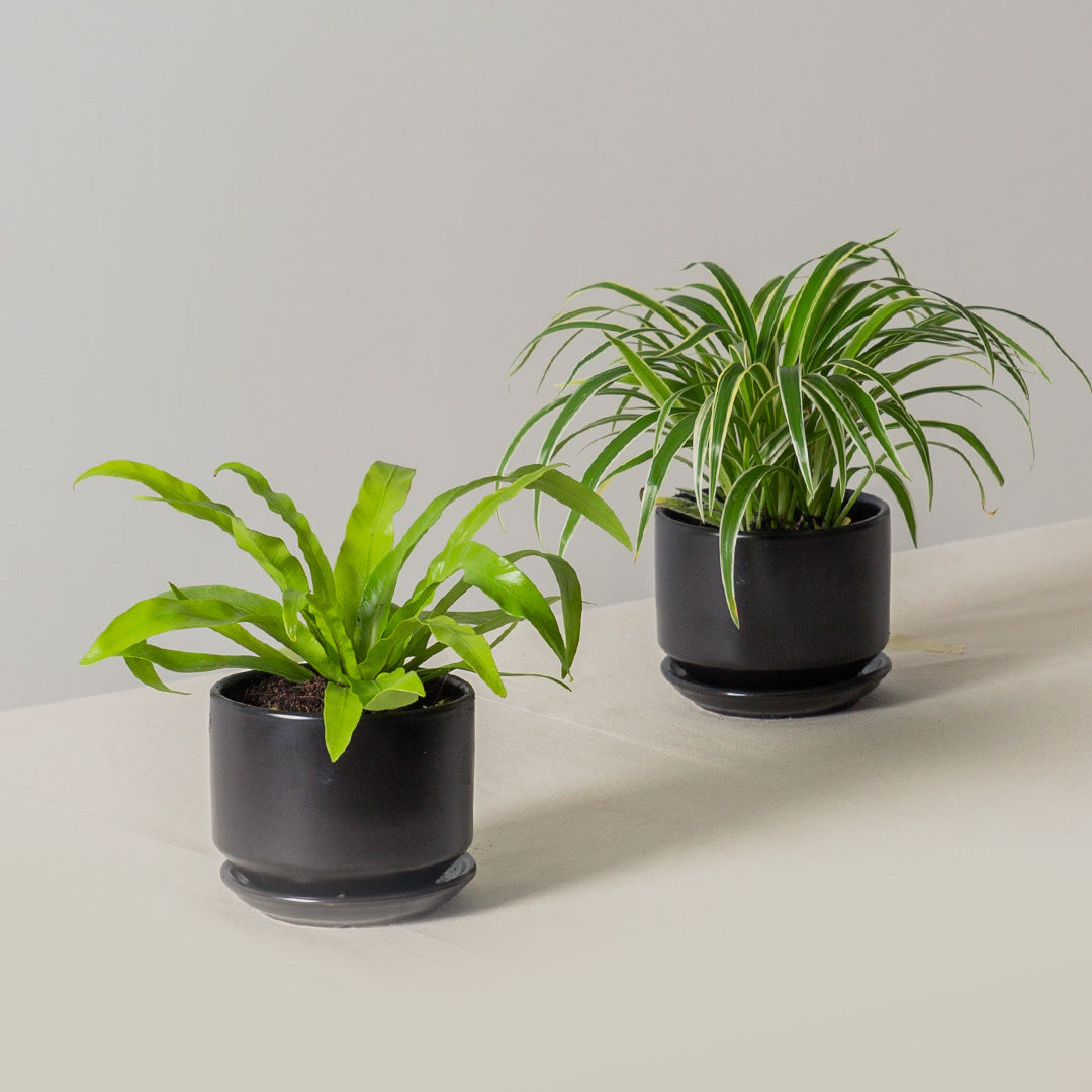 Pet-Friendly Plant Bundle (Spider Plant & Bird's Nest Fern)