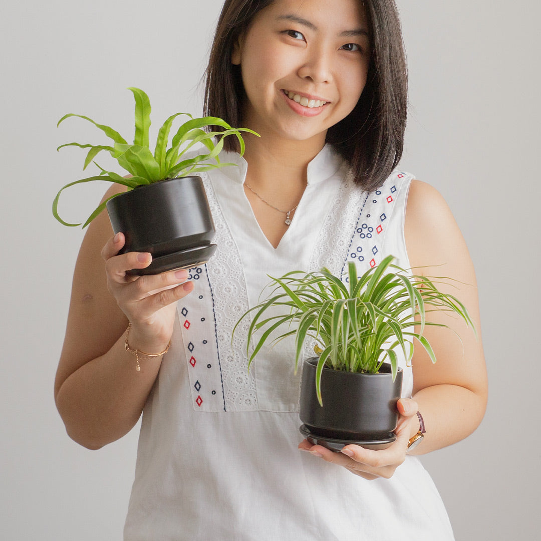 Pet-Friendly Plant Bundle (Spider Plant & Bird's Nest Fern)