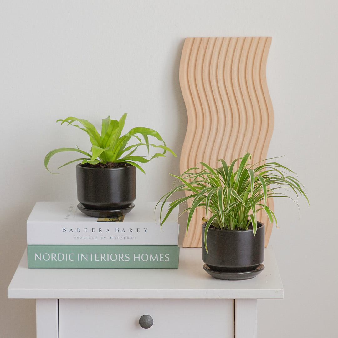 Pet-Friendly Plant Bundle (Spider Plant & Bird's Nest Fern)
