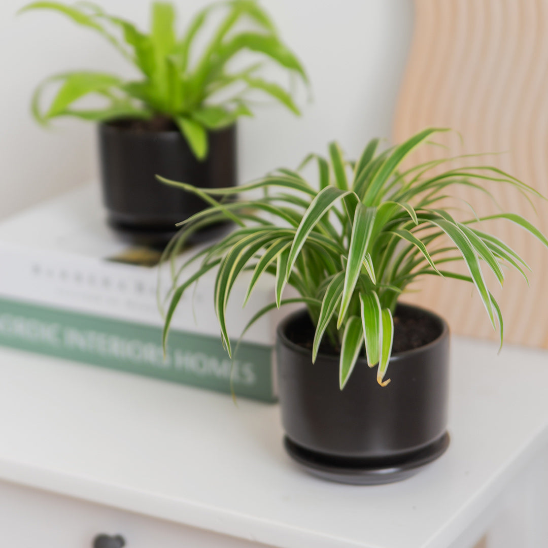 Pet-Friendly Plant Bundle (Spider Plant & Bird's Nest Fern)