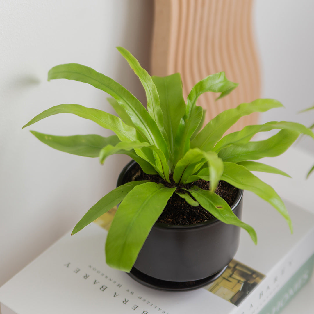 Pet-Friendly Plant Bundle (Spider Plant & Bird's Nest Fern)