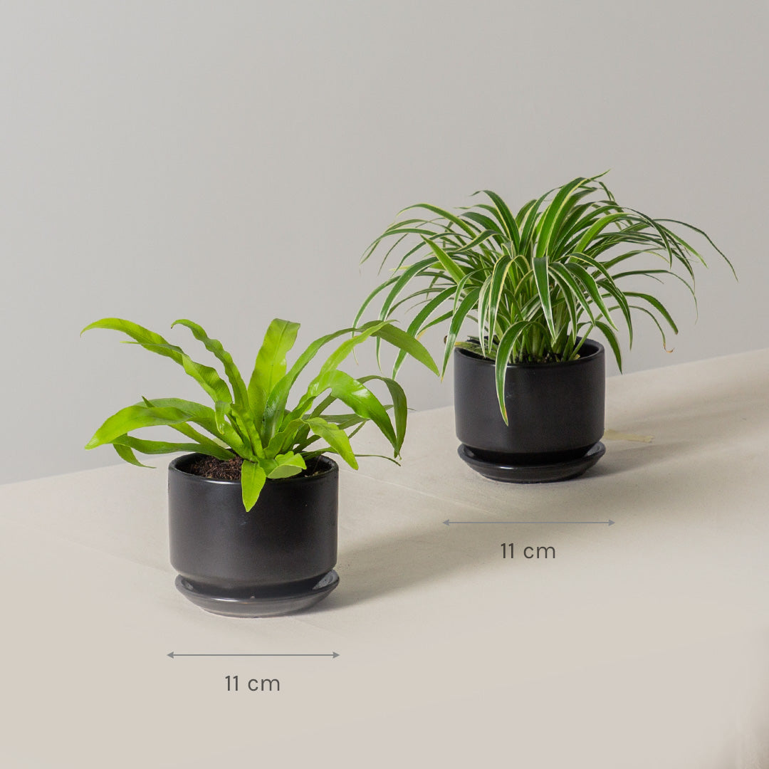 Pet-Friendly Plant Bundle (Spider Plant & Bird's Nest Fern)