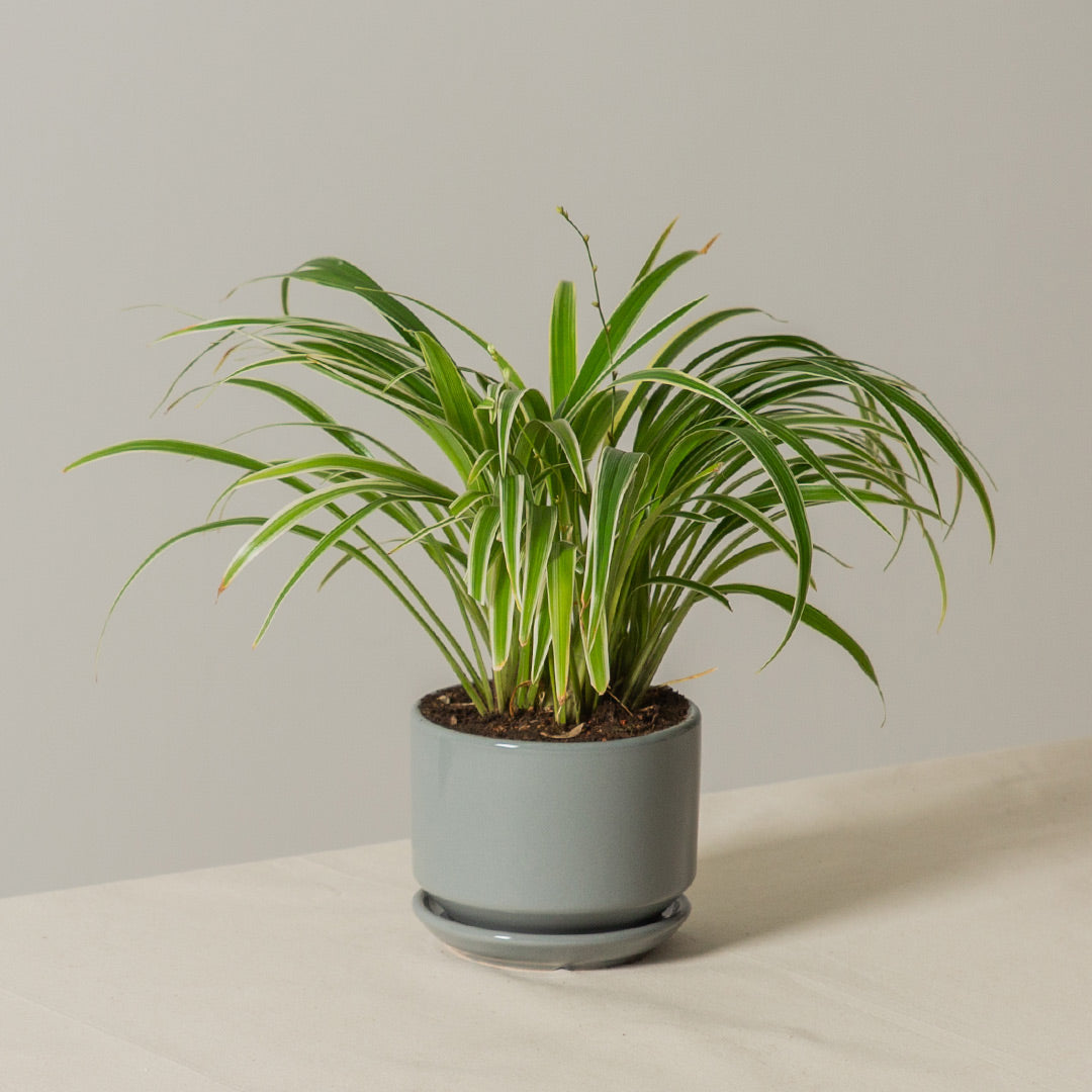 Spider Plant