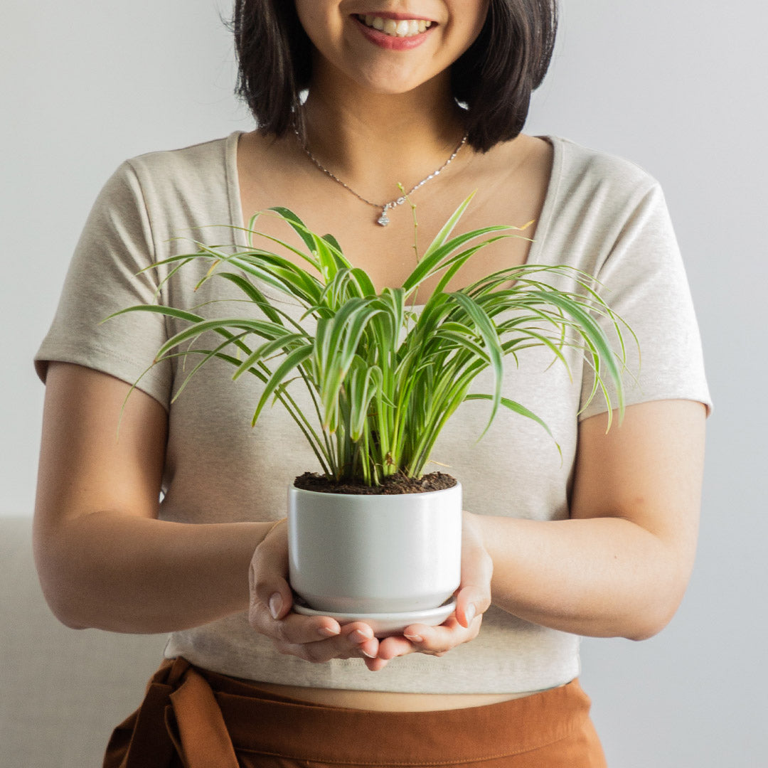 Spider Plant