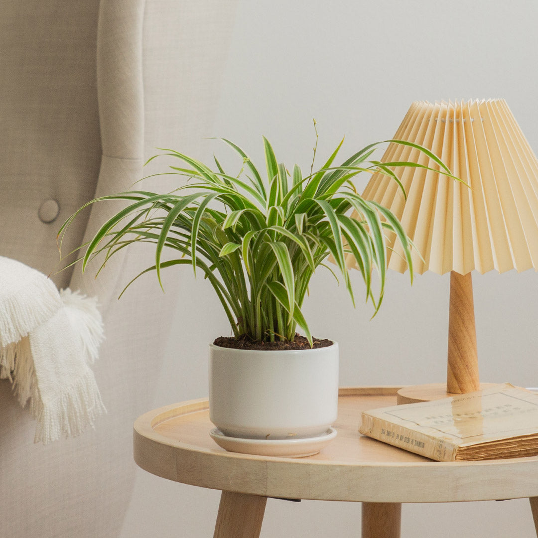 Spider Plant