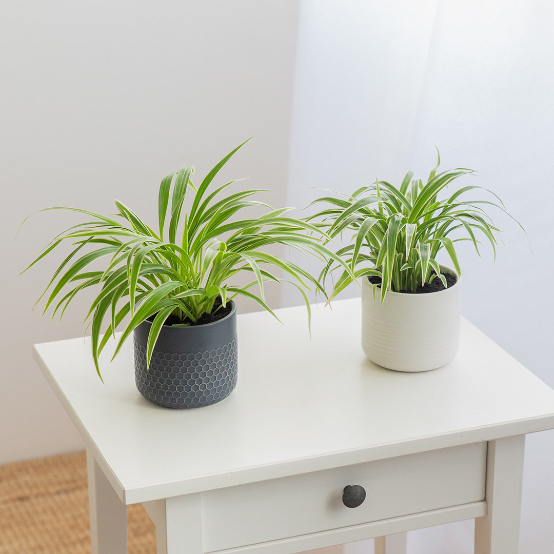 Spider Plant