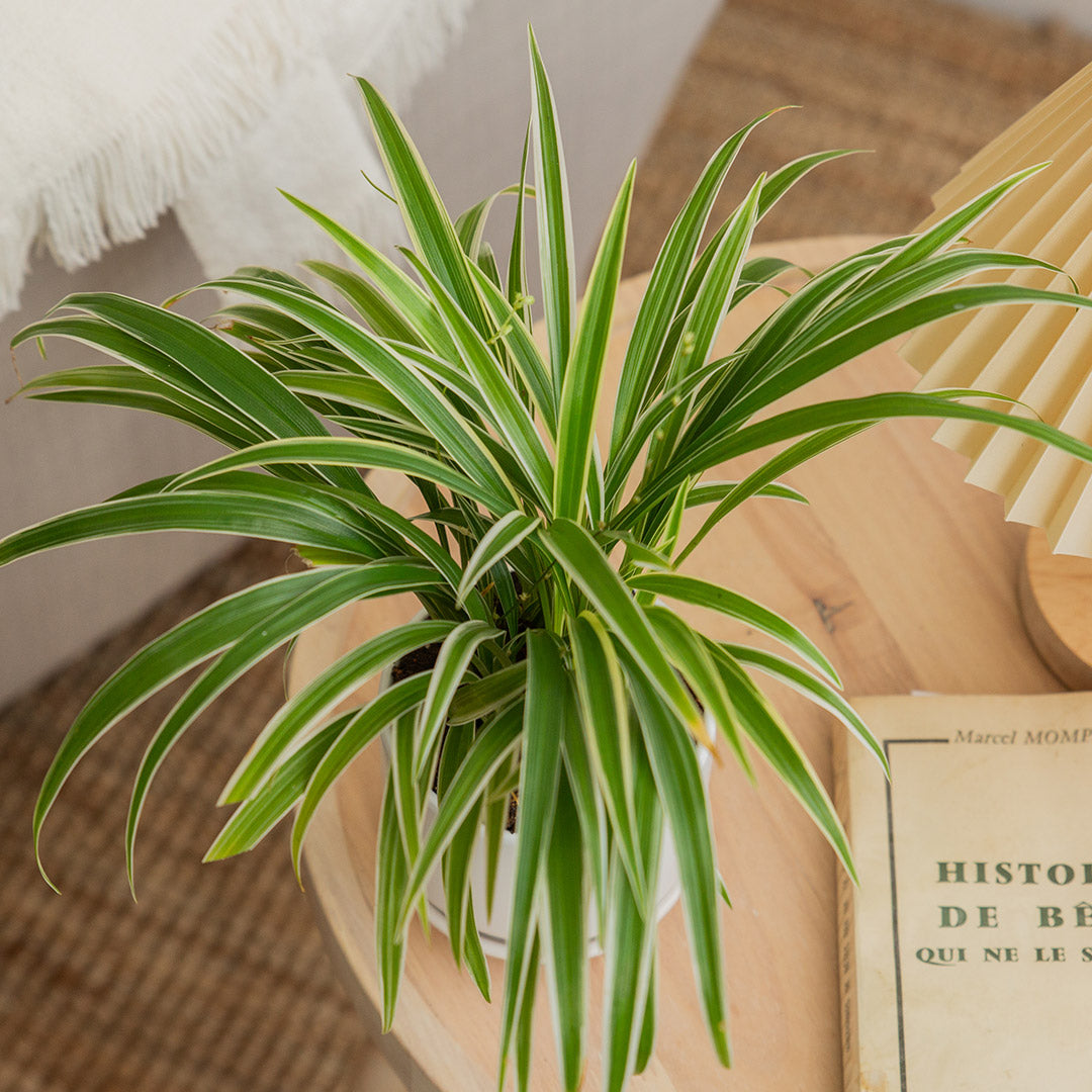Spider Plant