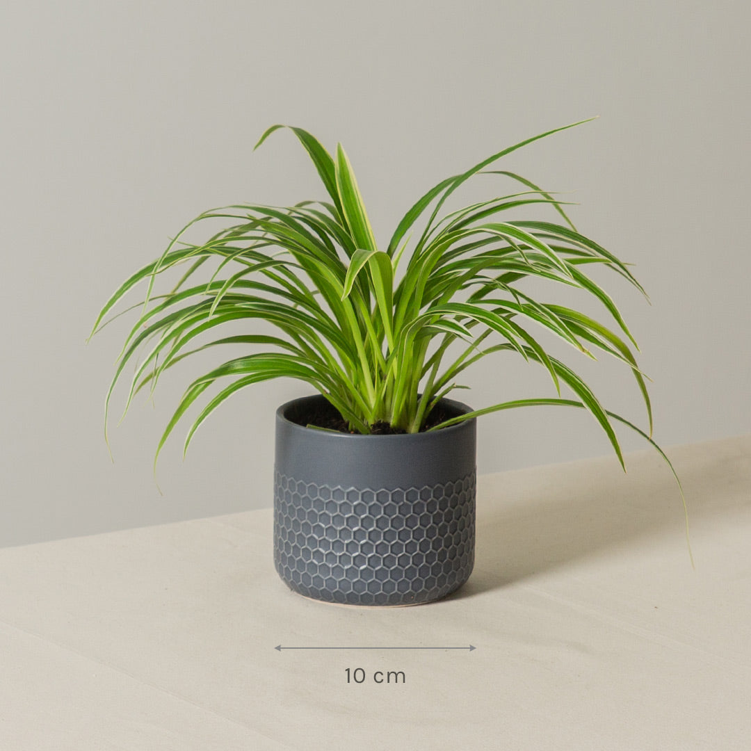 Spider Plant
