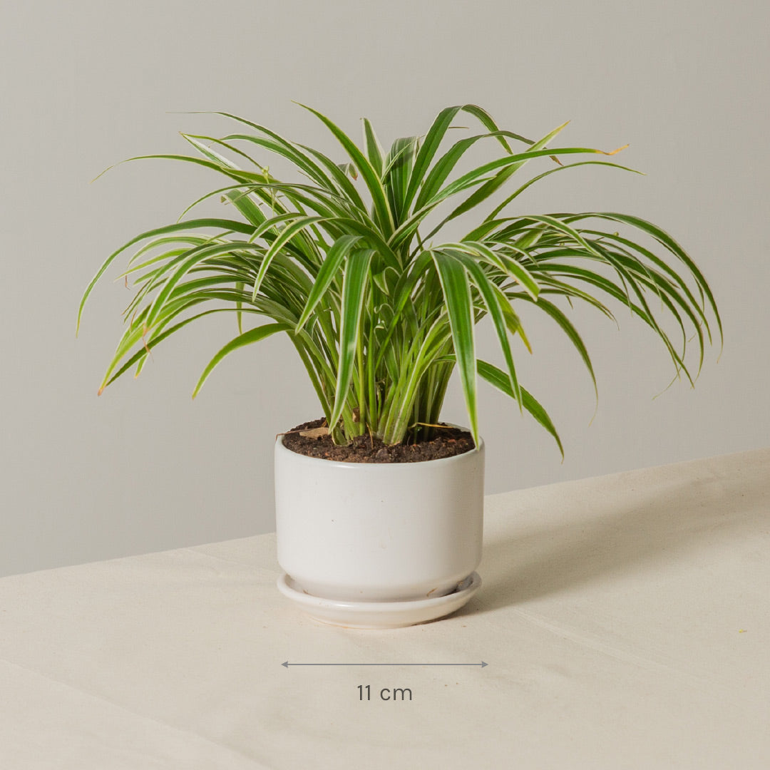 Spider Plant