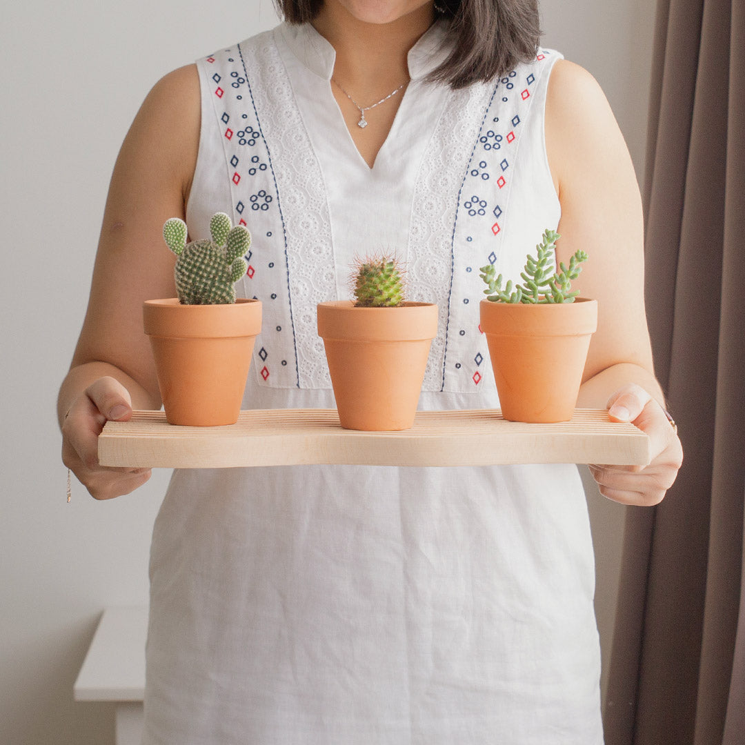 Succulents in Terracotta Pots (Set of 3)
