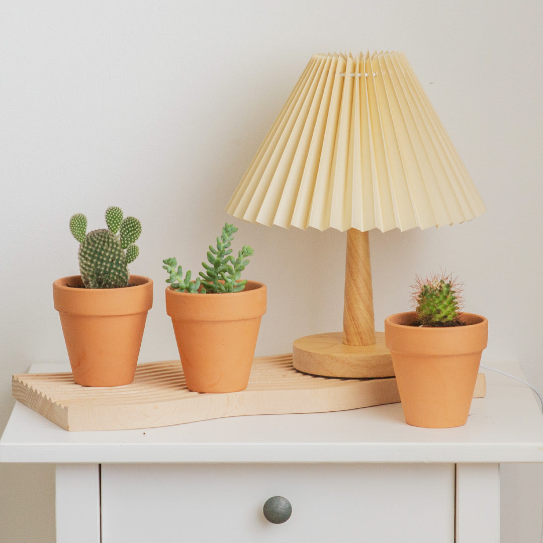 Succulents in Terracotta Pots (Set of 3)