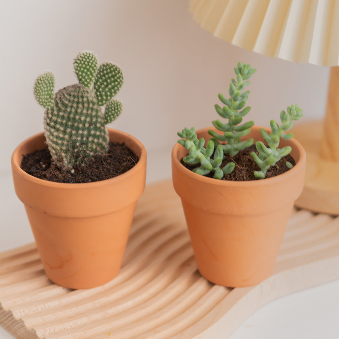 Succulents in Terracotta Pots (Set of 3)
