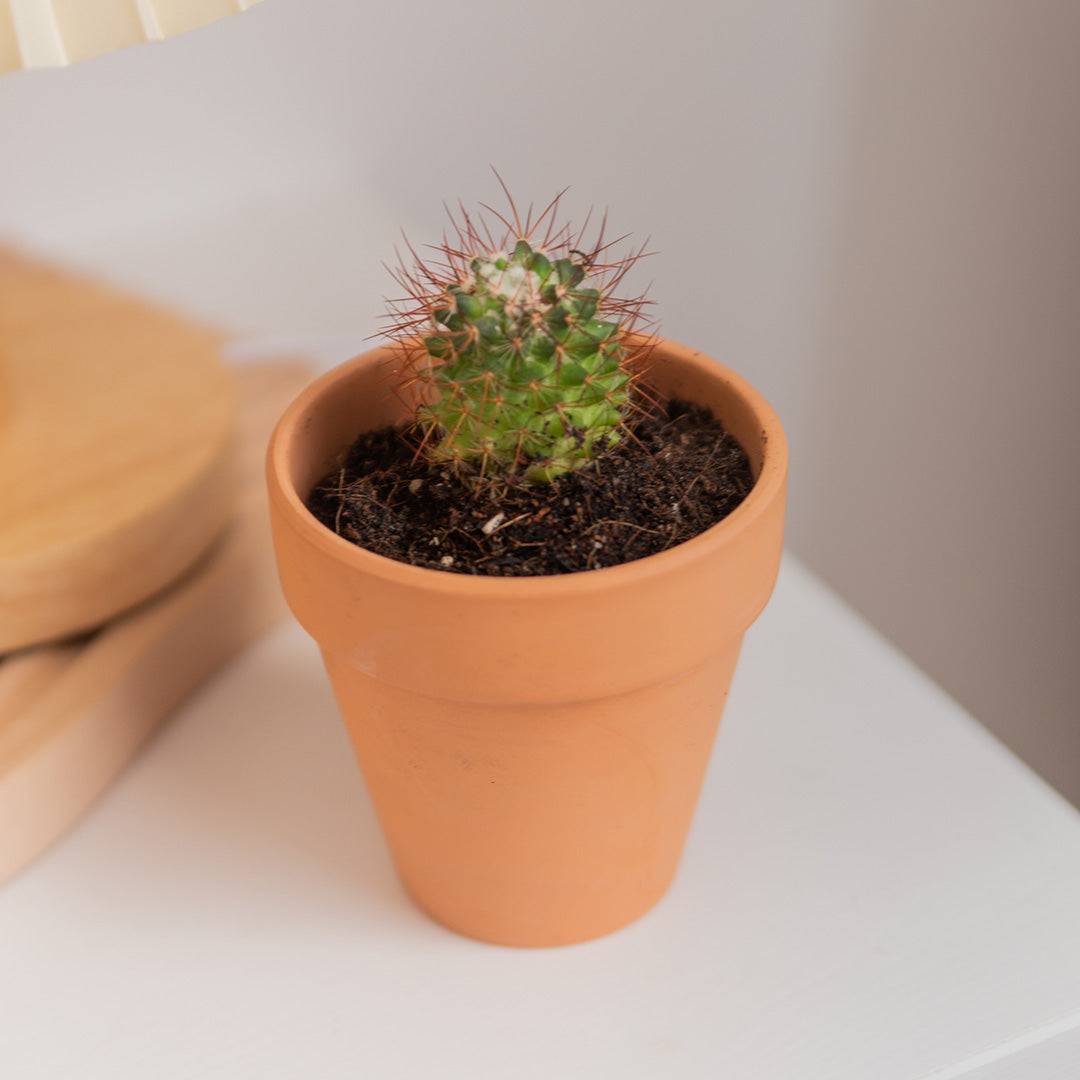 Succulents in Terracotta Pots (Set of 3)