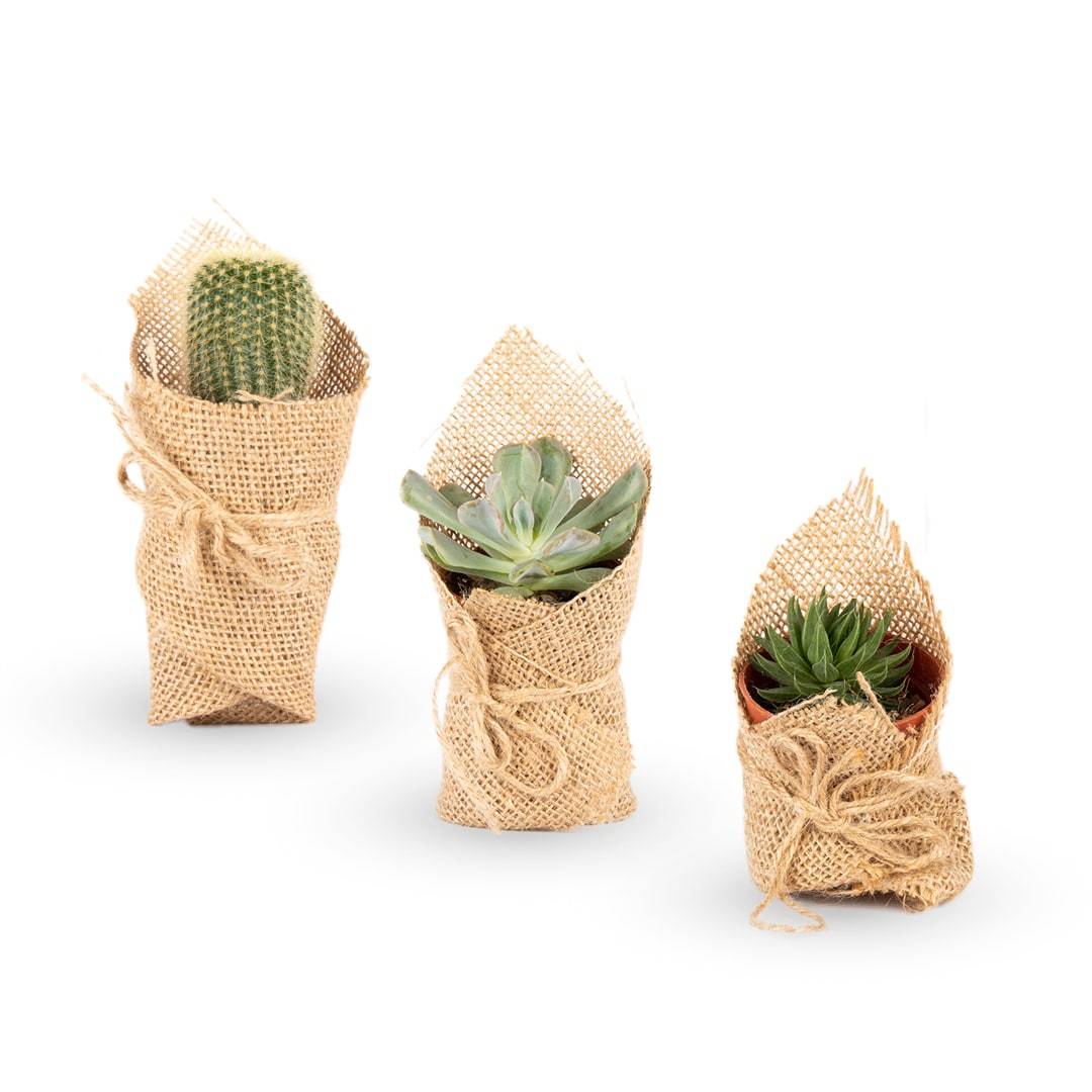 Succulents (Set of 3)