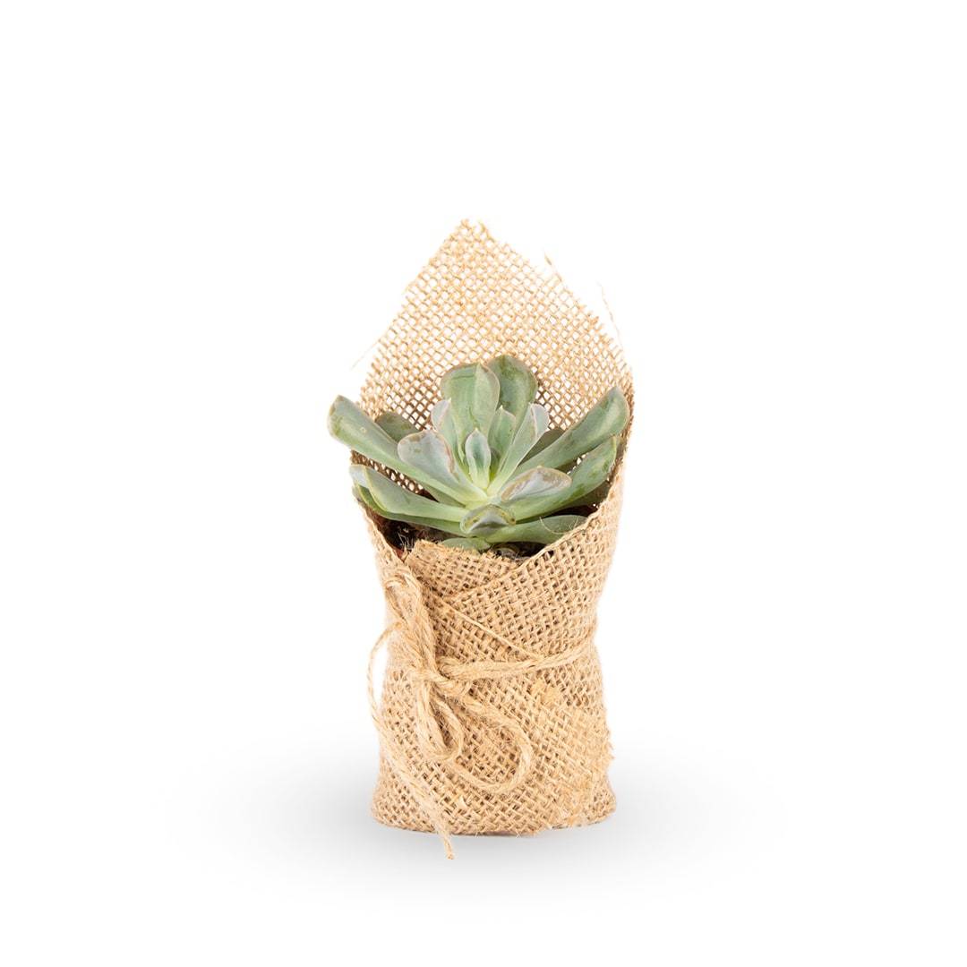 Succulents (Set of 3)