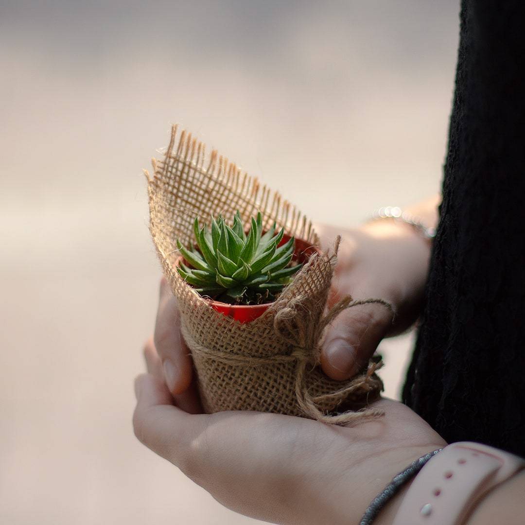 Succulents (Set of 3)