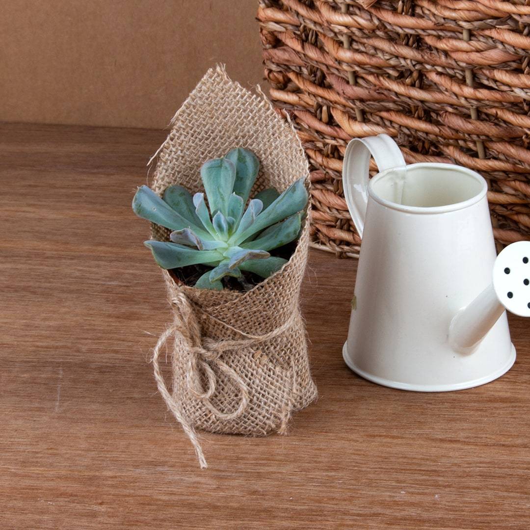 Succulents (Set of 3)