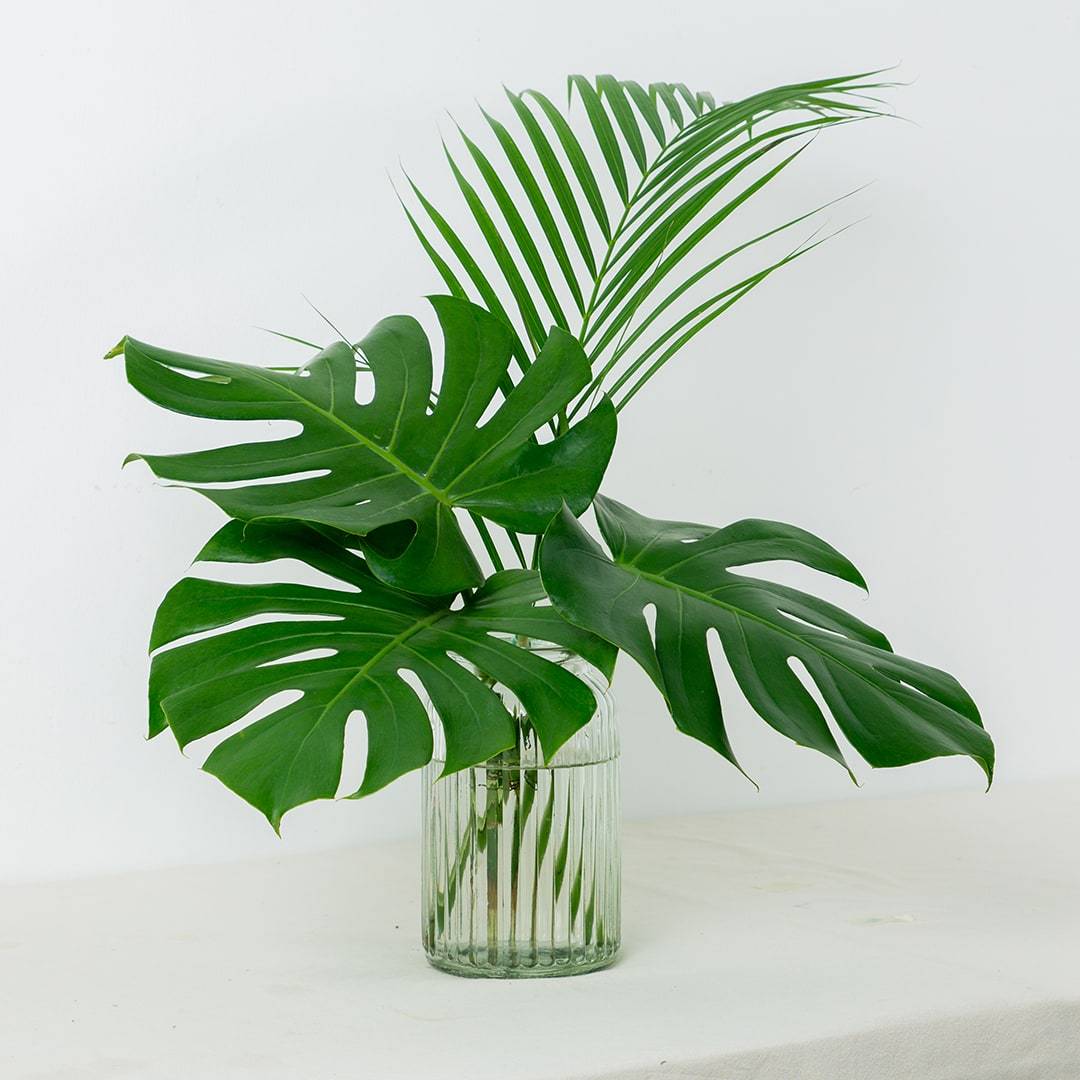 Cut Monstera Deliciosa in Vase (3 Leaves)