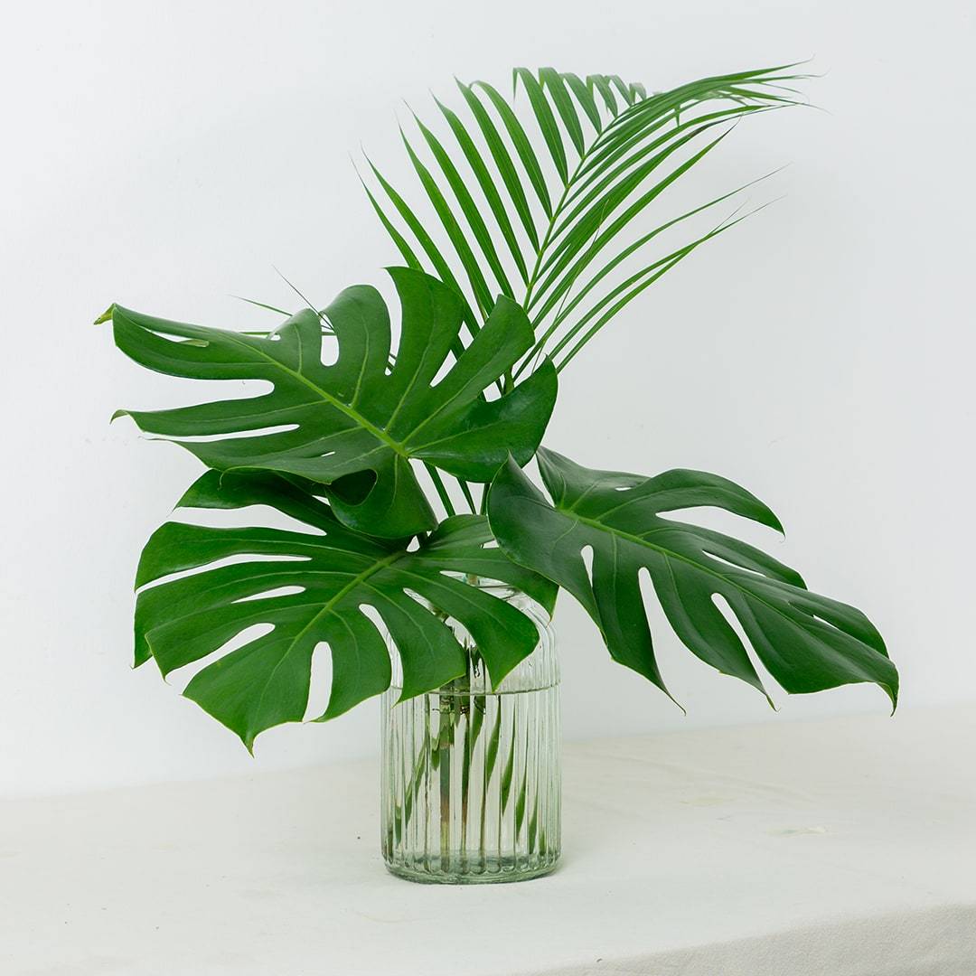 monstera in vase Cut Monstera Deliciosa in Vase (3 Leaves) | Free Delivery