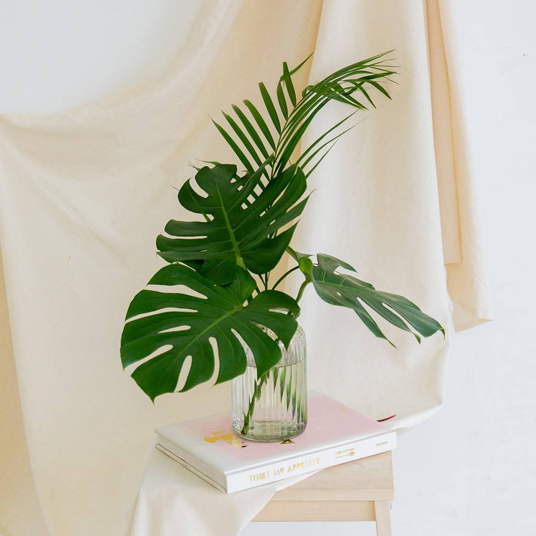 Cut Monstera Deliciosa in Vase (3 Leaves)