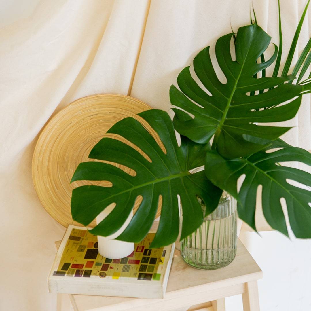 Cut Monstera Deliciosa in Vase (3 Leaves)