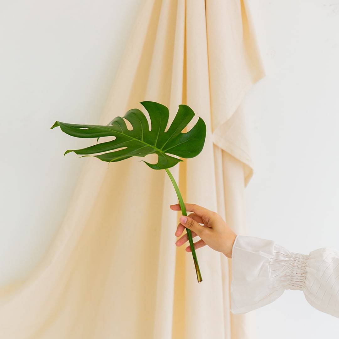 Cut Monstera Deliciosa in Vase (3 Leaves)