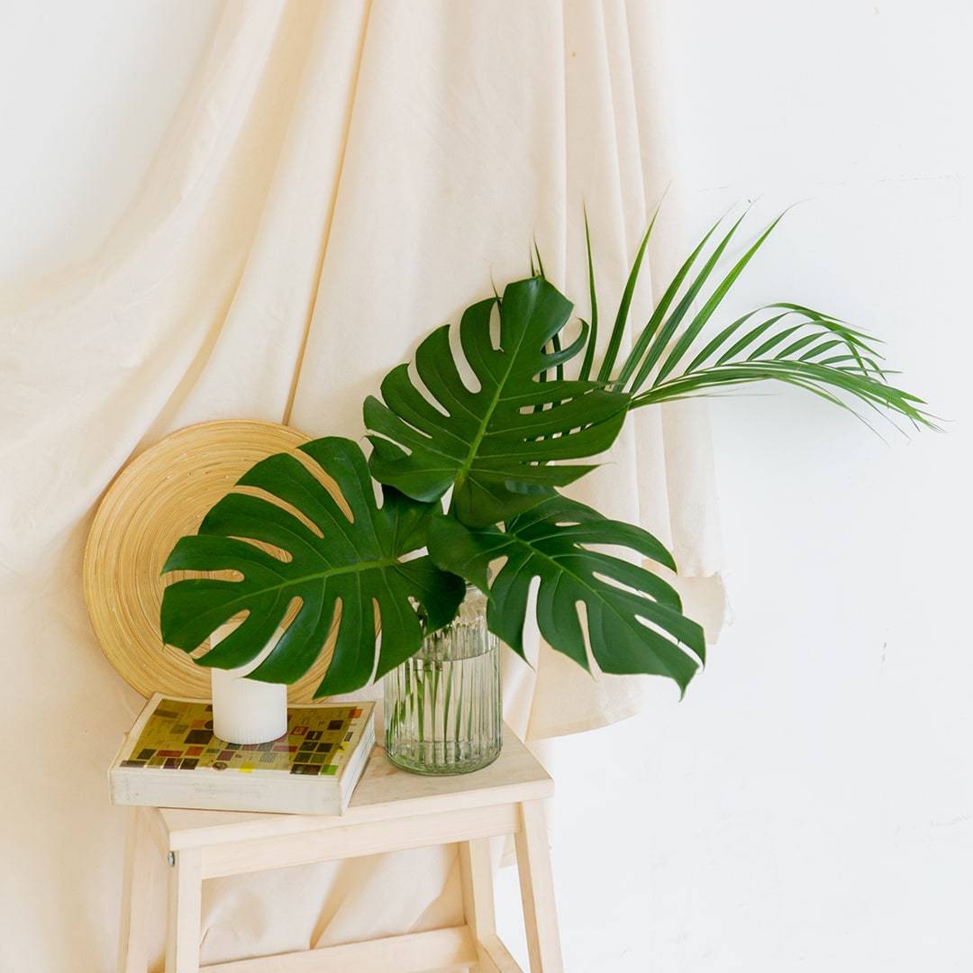 Cut Monstera Deliciosa in Vase (3 Leaves)