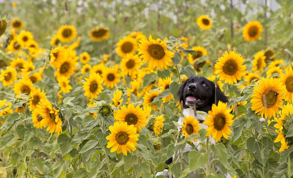 8 Fun and Fabulous Pet-Friendly Flowers and Plants | BloomThis