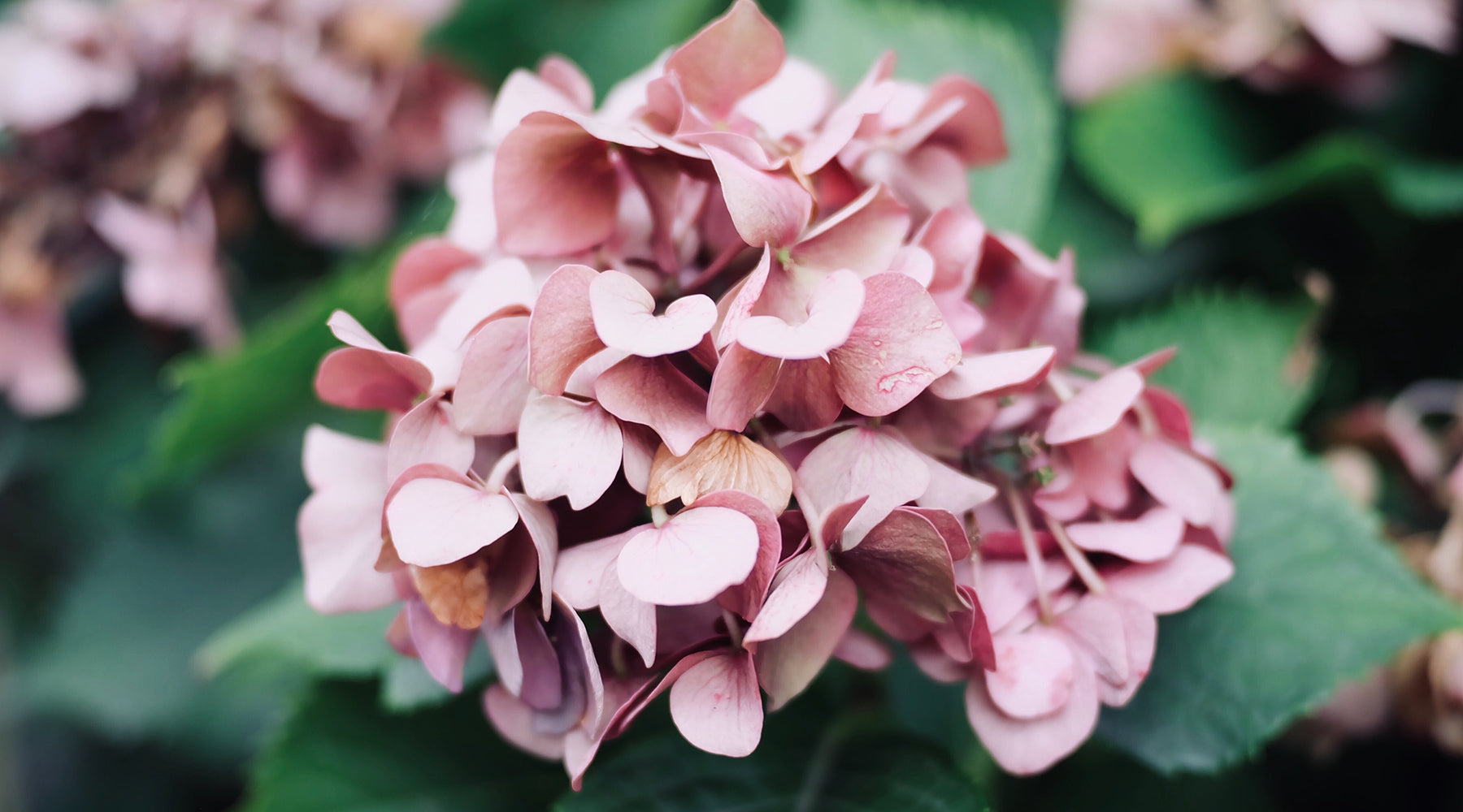 Hydrangea Facts and How They Got Their Colour